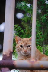 吾輩は猫である、ニャー # 726