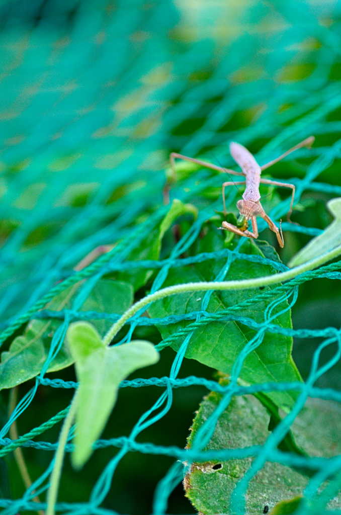 カマキリ