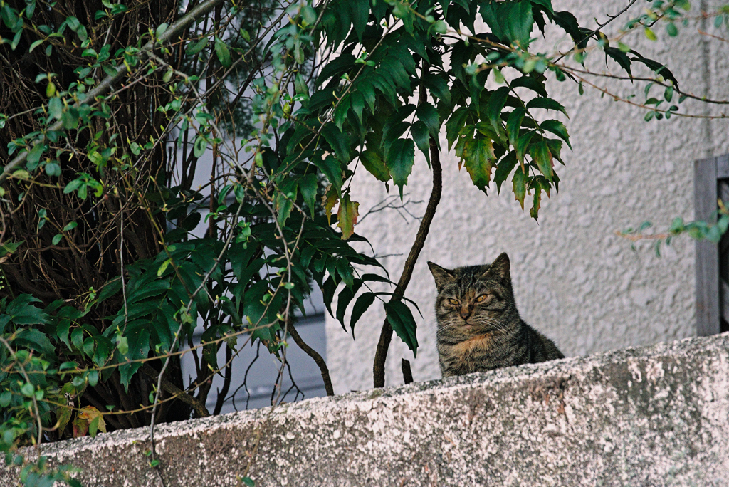 吾輩は猫である、ニャー # 908