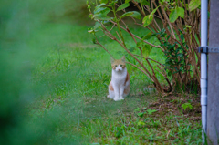 吾輩は猫である、ニャー # 632