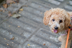 my pretty dog Ⅱ # 101