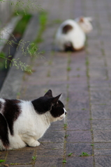 吾輩は猫である、ニャー # 698