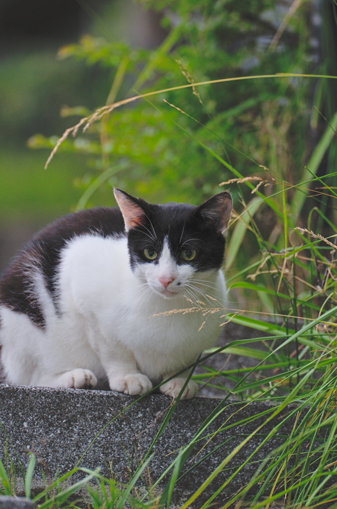 吾輩は猫である、ニャー # 761