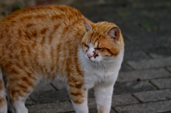 吾輩は猫である、ニャー # 75