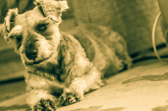 my pretty dog # 32