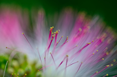 ネムの花