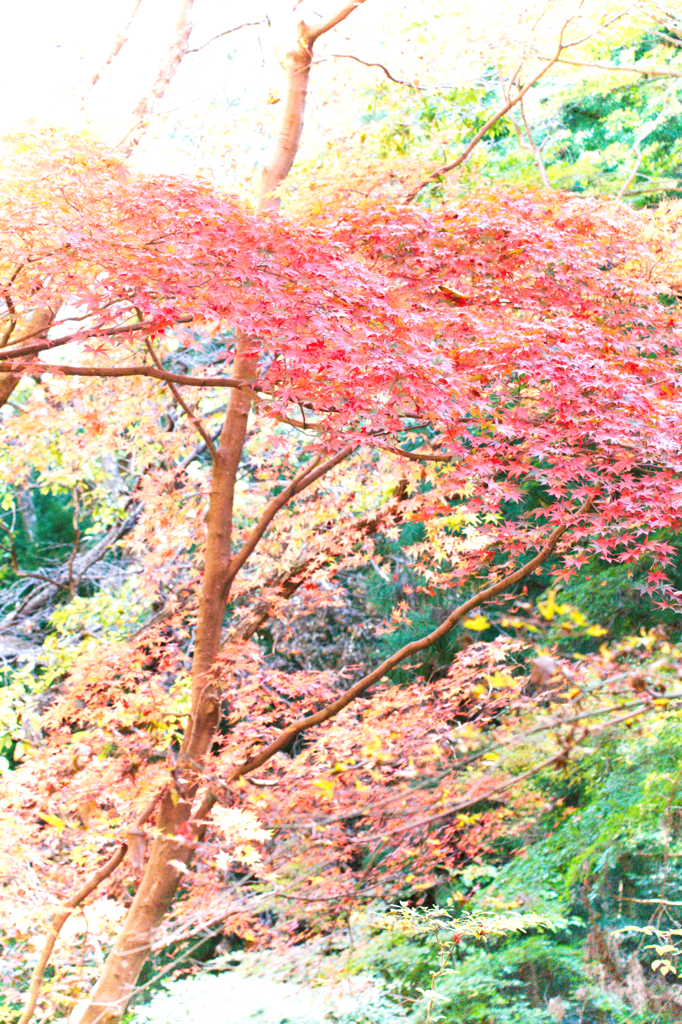 絵画風な紅葉