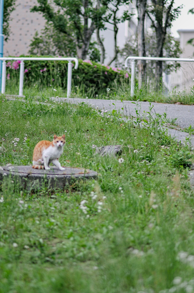 吾輩は猫である、ニャー # 982