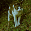 吾輩は猫である、ニャー # 1061