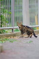 吾輩は猫である、ニャー # 432