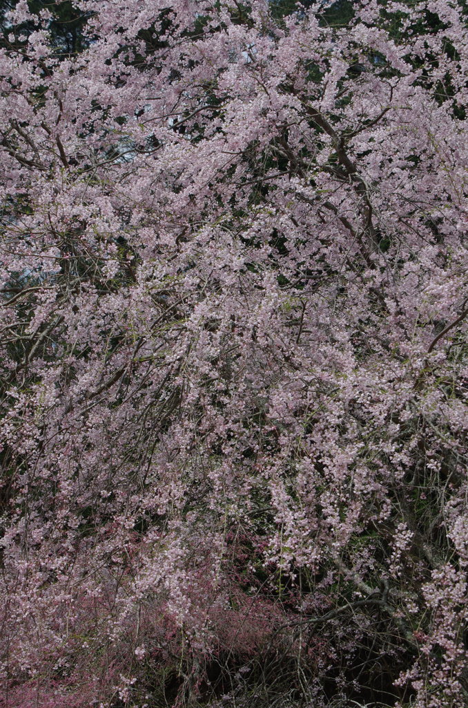 枝垂桜