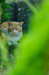 吾輩は猫である、ニャー # 700