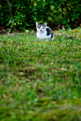 吾輩は猫である、ニャー # 280