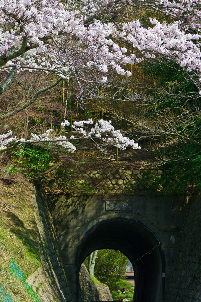 トンネルと桜