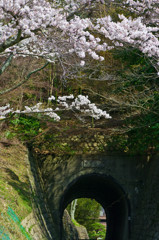 トンネルと桜