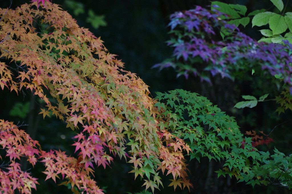 紅葉散策