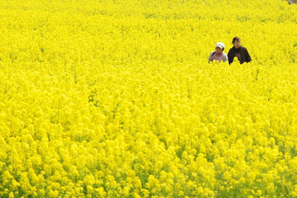 菜の花畑に誘われて