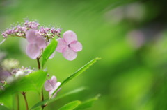 紫陽花