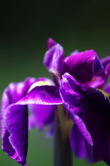 花菖蒲