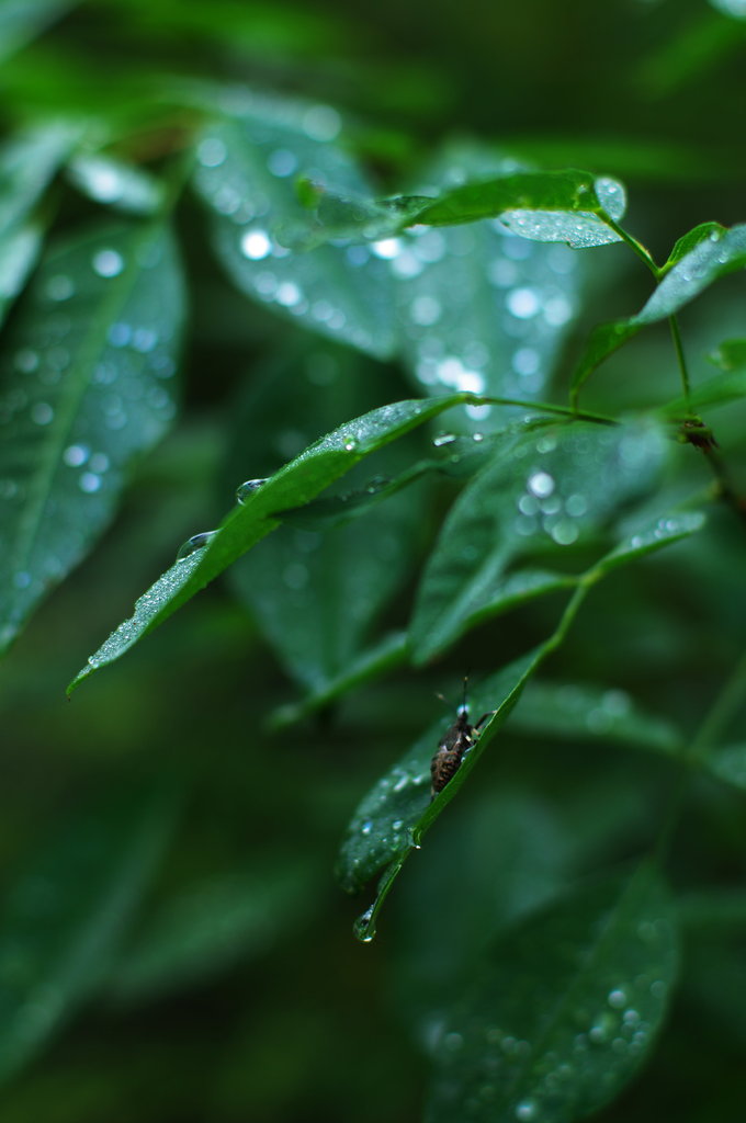 雨あがり