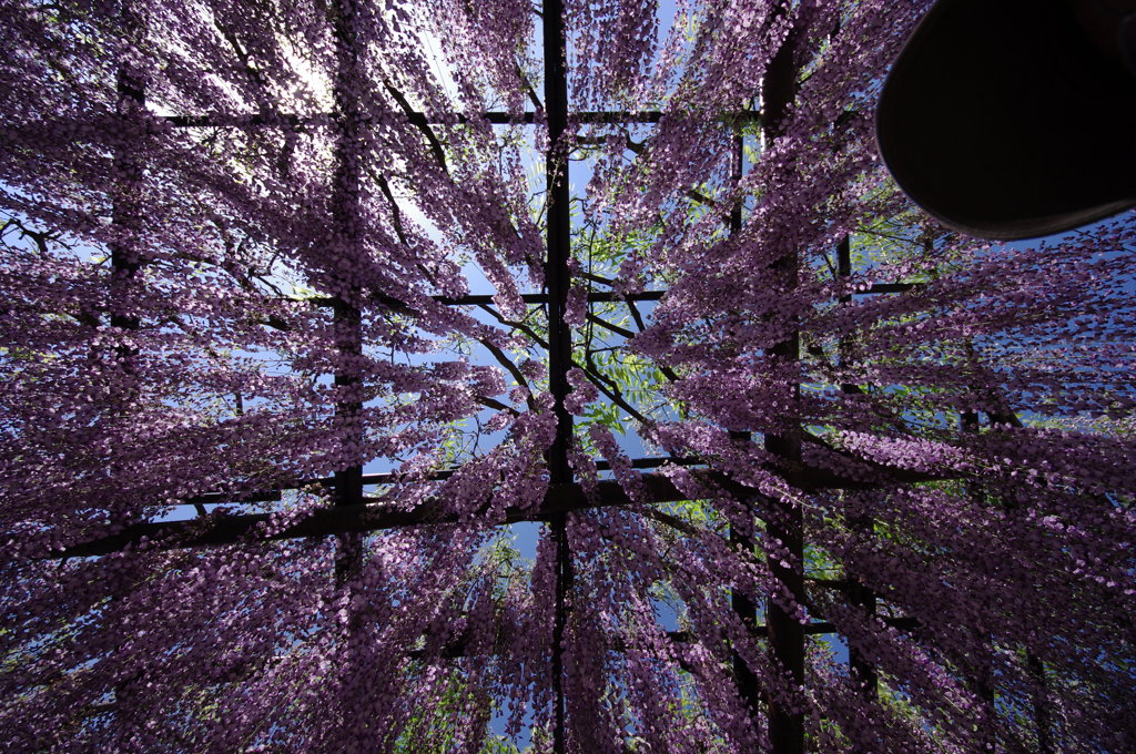 藤を浴びる