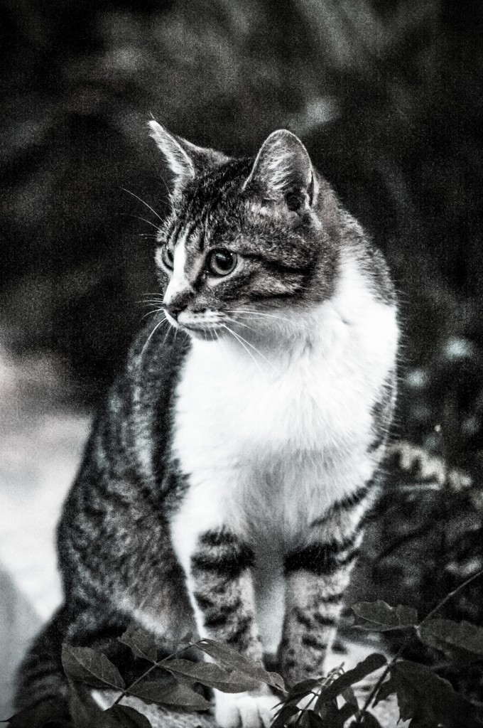 吾輩は猫である、ニャー # 28