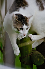 吾輩は猫である、ニャー # 314