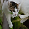 吾輩は猫である、ニャー # 314