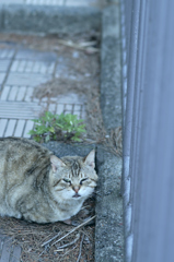 吾輩は猫である、ニャー # 217