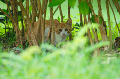 吾輩は猫である、ニャー # 423