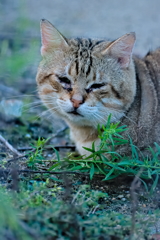 吾輩は猫である、ニャー # 601