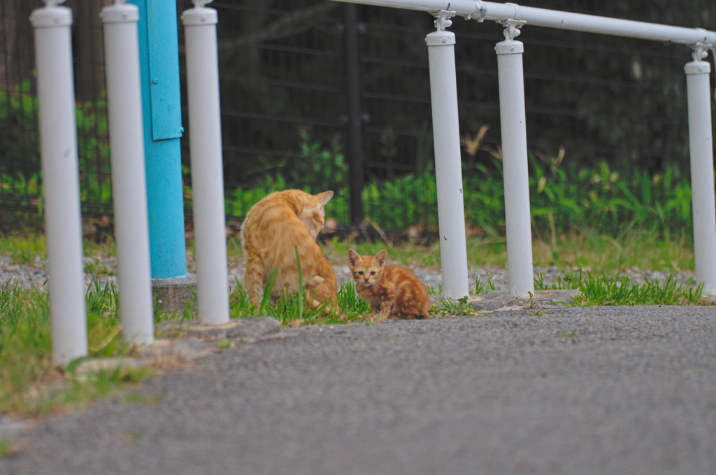 吾輩は猫である、ニャー # 765
