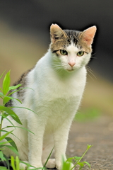 吾輩は猫である、ニャー # 606