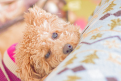 my pretty dog Ⅱ # 221