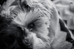 my pretty dog # 143