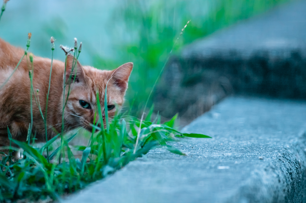 吾輩は猫である、ニャー # 60