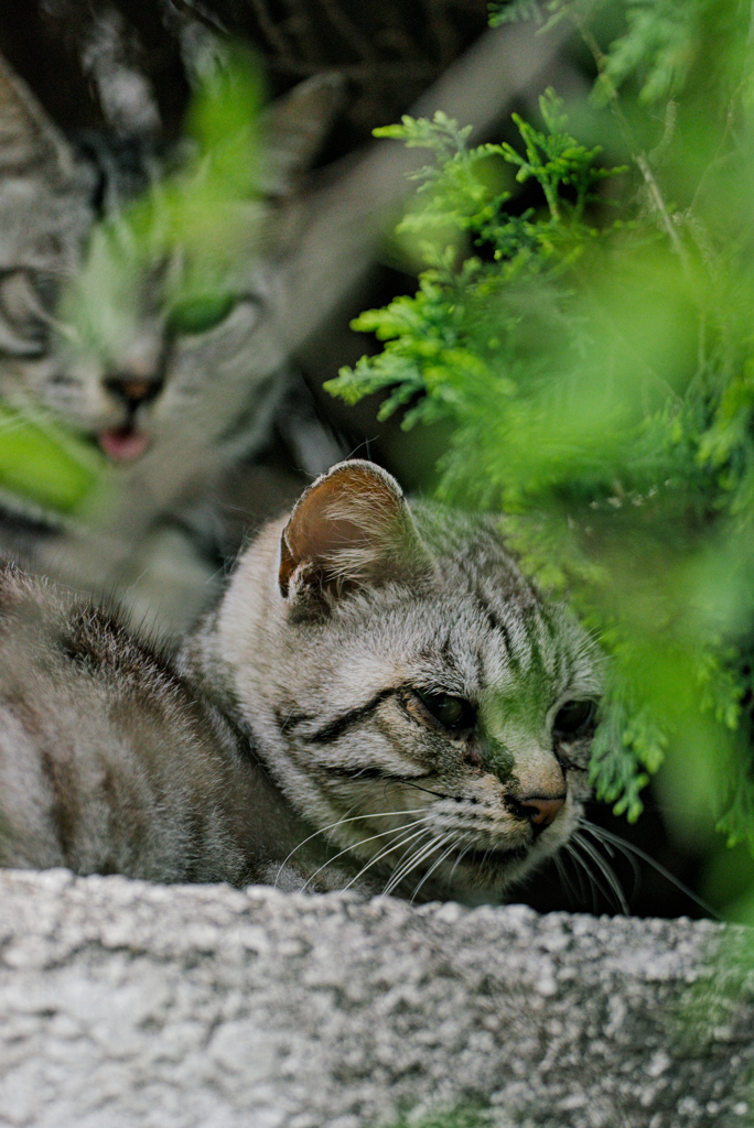 吾輩は猫である、ニャー # 1006