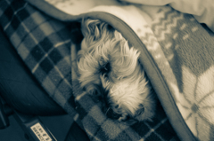 my pretty dog # 119