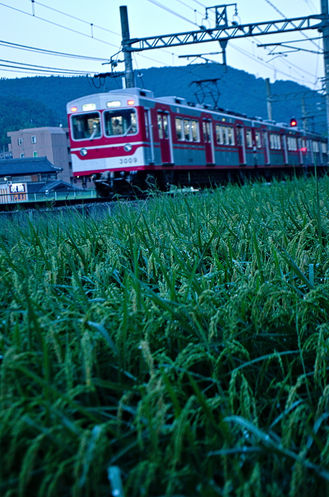 朝散歩の寸景