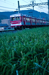 朝散歩の寸景