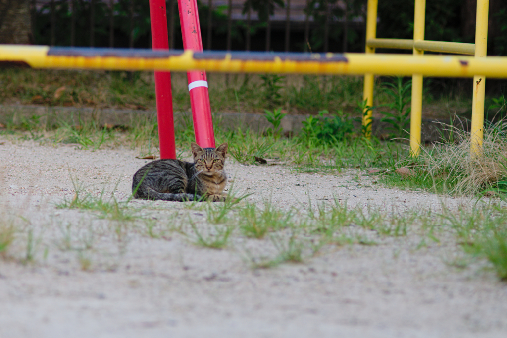 吾輩は猫である、ニャー # 459