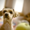 my pretty dog Ⅱ # 294