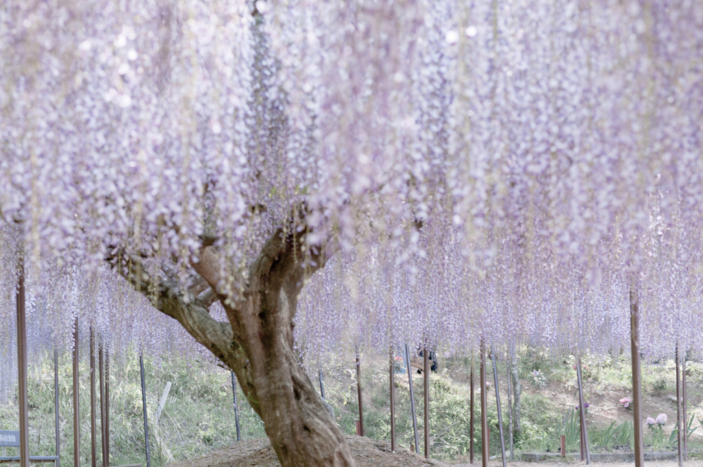 Purple　Falls