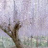 Purple　Falls
