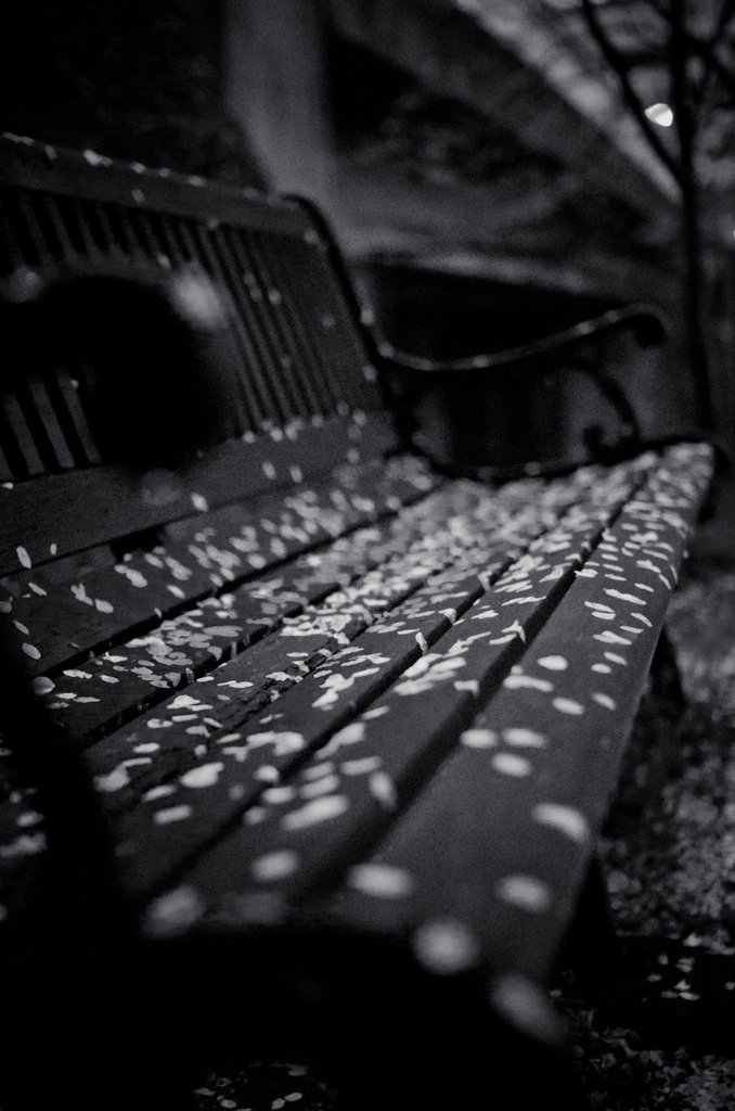 花散らしの雨の後
