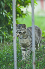 吾輩は猫である、ニャー # 198