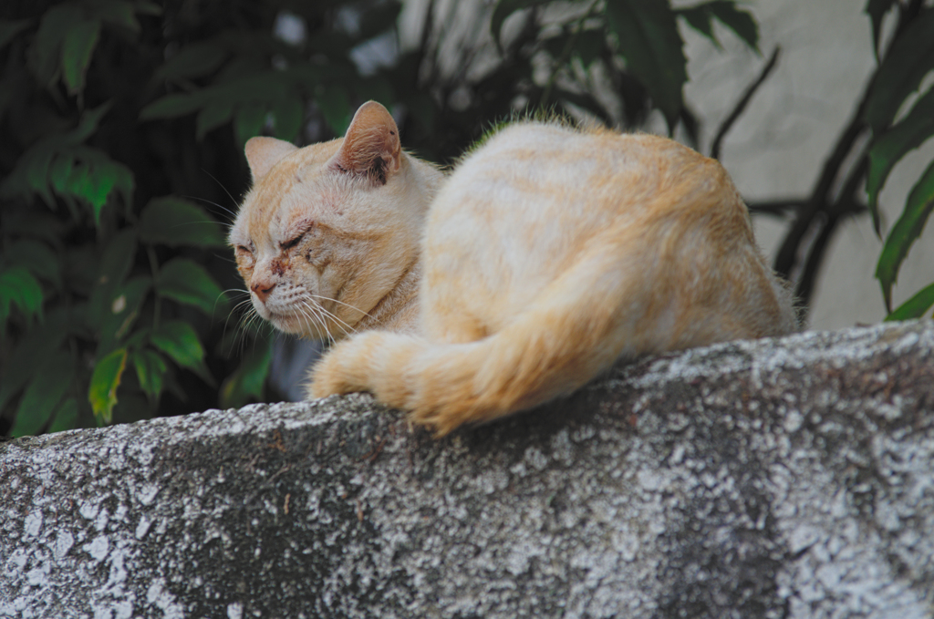 吾輩は猫である、ニャー # 409