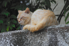 吾輩は猫である、ニャー # 409