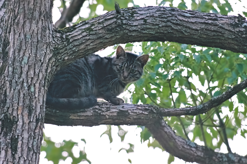 吾輩は猫である、ニャー # 551