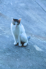吾輩は猫である、ニャー # 516